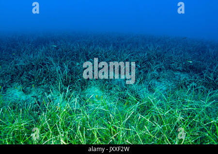 Malerischer Blick auf Neptun Sea Grass, Posidonia oceanica, und wenig Neptun Seegras-, Cymodocea nodosa, Gökova Türkei Stockfoto