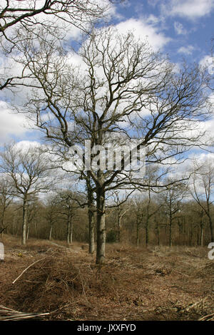 Vor kurzem coppiced Woodland mit Eiche (Quercus robur) Normen und hieben Zweige auf dem Waldboden. Hintergrund der blauen Himmel mit weißen Wolken. Stockfoto