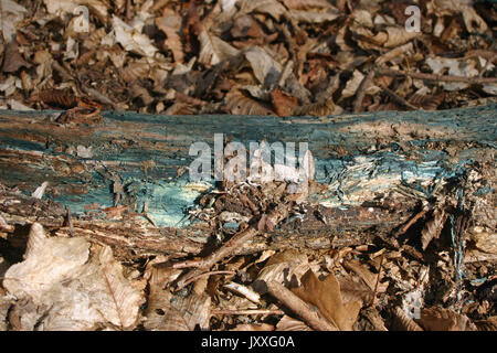 Grün gebeizt, totes Holz wahrscheinlich durch die Grüne Elfcup (Chlorociboria aeruginascens) Pilz verursacht. Hintergrund der toten und verwesenden Blättern im Wald. Stockfoto