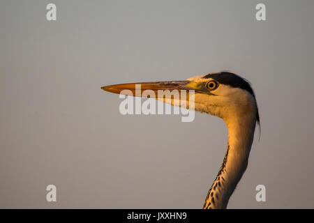 Close up Kopfschuss der Graureiher Ardea cinerea in der Dämmerung Stockfoto