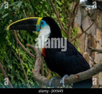 Toucan sitzen auf einem Ast Stockfoto