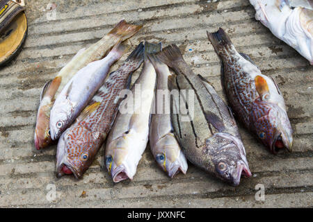 Fisch vom Fang des Tages auf der Anklagebank Stockfoto