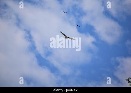 Red tailed Hawk durch jagte Amseln Stockfoto