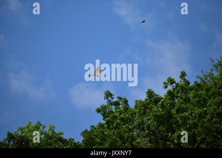 Red tailed Hawk durch jagte Amseln Stockfoto