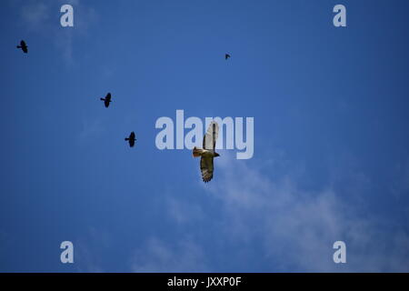 Red tailed Hawk durch jagte Amseln Stockfoto