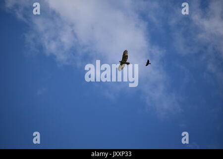 Red tailed Hawk durch jagte Amseln Stockfoto