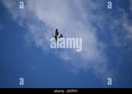 Red tailed Hawk durch jagte Amseln Stockfoto