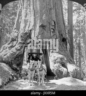 Wawona, als wir darunter durchfuhren, Mariposa Grove, Kalifornien, USA 1902. Wawona, wie wir fuhren durch; Mariposa Grove, Kalifornien, USA 1902. Stockfoto