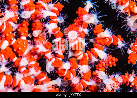 Viele ring Seeanemonen (Peronanthus sp3) Anhängen an den gorgonien Filialen. Owase, Mie, Japan. -18m Stockfoto