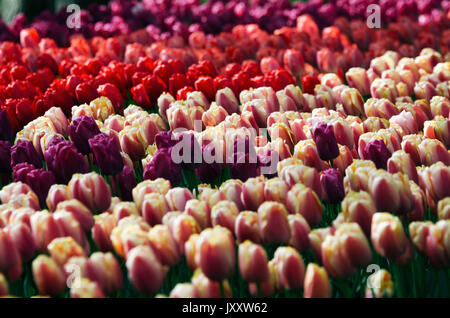 Reihen von rot, rosa und lila Tulpen wachsen auf dem Feld im Keukenhof, Die Niederlande Stockfoto