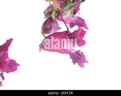 Balsam Blumen auf weißem Hintergrund Stockfoto