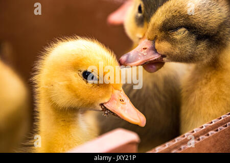 Baby Enten voll in Kisten im Mercado als Haustiere oder Lebensmittel verkauft werden. als Haustiere oder Lebensmittel verkauft werden. Stockfoto