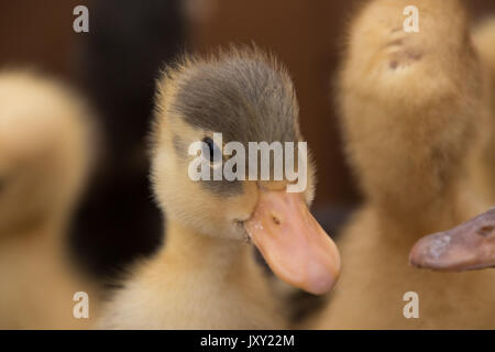 Baby Enten voll in Kisten im Mercado als Haustiere oder Lebensmittel verkauft werden. Stockfoto