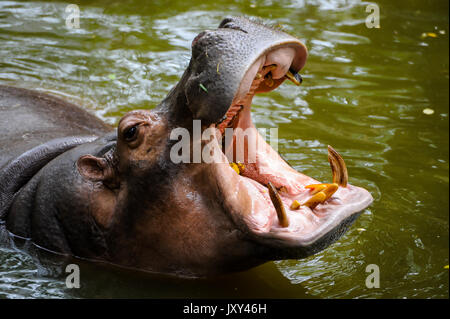 Nilpferd mit offenem Maul oder Mund im Wasser. Afrikanisches Nilpferd
