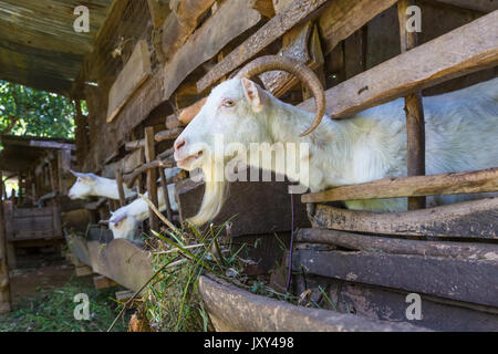 Neugierige einheimische weisse Ziegen halten ihre Köpfe durch Bars von Stabil. Stockfoto