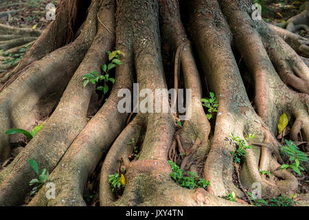 Der baumwurzel Stockfoto