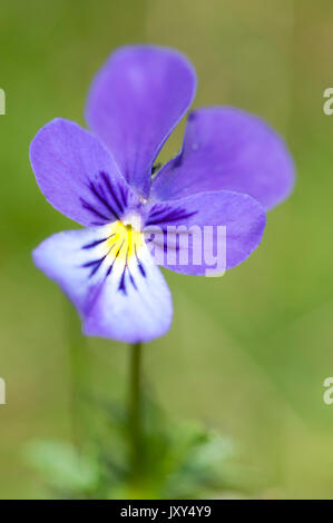 Berg Stiefmütterchen, Viola lutea, Bucegi, Rumänien Stockfoto