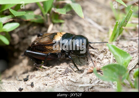 Feld Cricket, Gryllus campestris, aus Graben im Boden, Brasov-Buzau, Rumänien Stockfoto