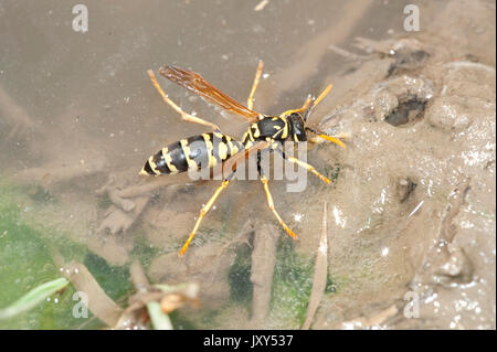 Paper Wasp, Feldwespe gallicus, Babadag Wald, Rumänien, Trinkwasser Pfütze, Feldwespe foederatus Stockfoto