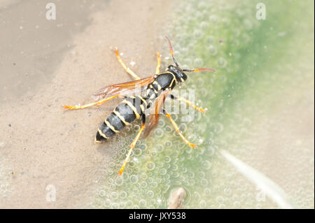 Paper Wasp, Feldwespe gallicus, Babadag Wald, Rumänien, Trinkwasser Pfütze, Feldwespe foederatus Stockfoto