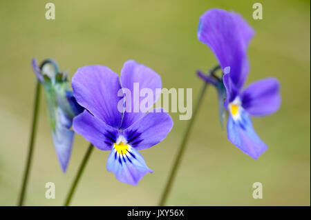 Berg Stiefmütterchen, Viola lutea, Bucegi, Rumänien Stockfoto