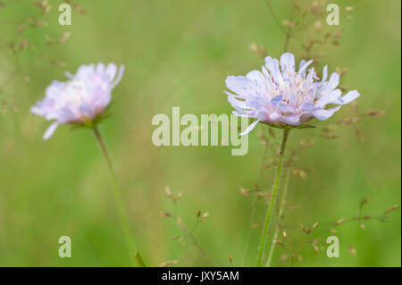 Feld-witwenblume, Knautia arvensis, Blumenwiesen, Brasov-Buzau, Rumänien Stockfoto