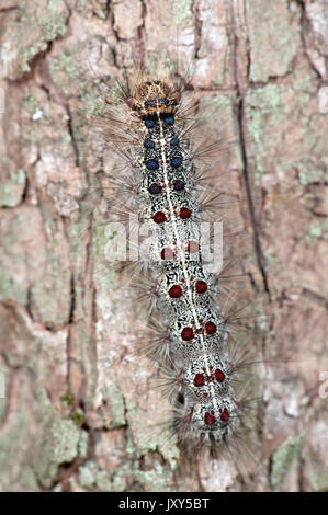Europäische Schwammspinner Raupe, Lymantria dispar dispar, Rumänien, klassifiziert als Schädling, dessen Larven die Blätter von über 500 Arten von Bäumen konsumieren, s Stockfoto