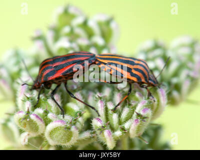 Spielmann Bugs, Graphosoma italicum, paar Paarung, Rumänien Stockfoto