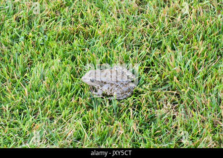 Marsh Frosch, Pelophylax ridibundus, Donaudelta, Rumänien, sitzt im Gras am Flussufer Stockfoto