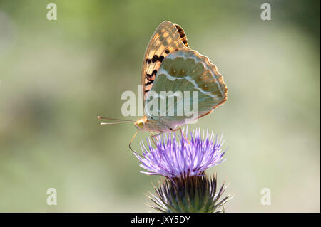 Kardinal Schmetterling, Weiblich, Pandoriana Pandora, Babadag Wald Kloster, Dobrogea, Rumänien, Fütterung auf Thistle Blume, Unterseite der Flügel, Stockfoto