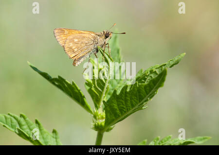 Silber getupft Skipper Schmetterling, Hesperia comma, Macin sulucu Tal, Ciucurova Tal, Dobrogea, Rumänien, ruht auf Blatt, auf der Unterseite der Flügel Stockfoto