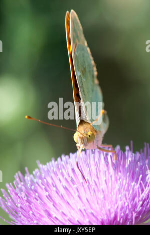 Kardinal Schmetterling, Weiblich, Pandoriana Pandora, Macin sulucu Tal, Ciucurova Tal, Dobrogea, Rumänien, Fütterung auf Thistle Blume, Unterseite der Tragfläche Stockfoto