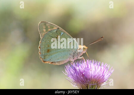 Kardinal Schmetterling, Weiblich, Pandoriana Pandora, Macin sulucu Tal, Ciucurova Tal, Dobrogea, Rumänien, Fütterung auf Thistle Blume, Unterseite der Tragfläche Stockfoto