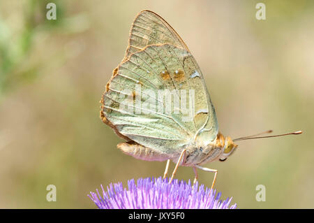 Kardinal Schmetterling, Weiblich, Pandoriana Pandora, Macin sulucu Tal, Ciucurova Tal, Dobrogea, Rumänien, Fütterung auf Thistle Blume, Unterseite der Tragfläche Stockfoto