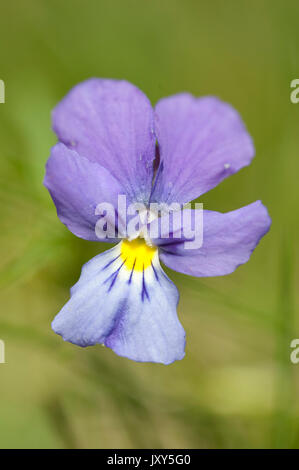 Berg Stiefmütterchen, Viola lutea, Bucegi, Rumänien Stockfoto
