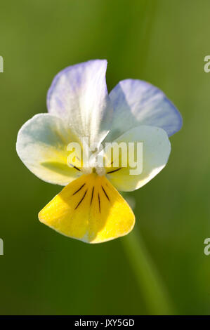 Berg Stiefmütterchen, Viola lutea, Bucegi, Rumänien Stockfoto
