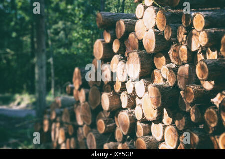 Holz- Protokolle mit Wald Hintergrund Stockfoto