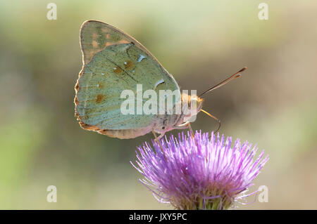 Kardinal Schmetterling, Weiblich, Pandoriana Pandora, Macin sulucu Tal, Ciucurova Tal, Dobrogea, Rumänien, Fütterung auf Thistle Blume, Unterseite der Tragfläche Stockfoto