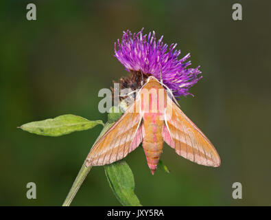Elephant Hawk-Moth, Deilephila elpenor, saß auf Thistle Blume Stockfoto