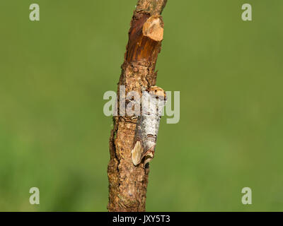 Buff-tipp Moth, Phalera bucephala, auf Zweig mit weichen, grünen Hintergrund Stockfoto