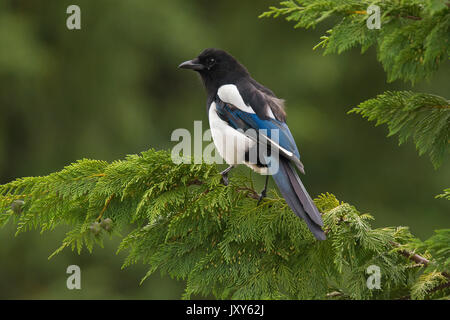 Eurasian magpie, gemeinsame Elster, Pica Pica, auf nadelbaum gehockt Stockfoto