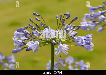 Nahaufnahme von einem beständigen Agapanthus (schmucklilie) Blütenstand in einem Garten in Schottland, UK wachsende Stockfoto