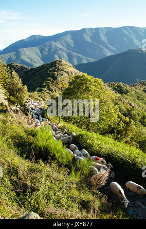 Die wandertierhaltung, Herde von Schafen zwischen Nimes und der See "Lac des Pises" in den Cevennen Gebirge getrieben wird, Juni 2015. Typische Landschaft von t Stockfoto