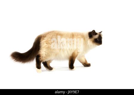 DICHTUNG BIRMANESE KATZE VOR WEIßEM HINTERGRUND Stockfoto