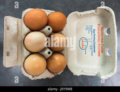 Ein offenes Feld von sechs Colin Carter's Cornish Eier aus Freilandhaltung Hazelton Bauernhof in Perranwell Station, Truro, Cornwall, England, Großbritannien. Stockfoto