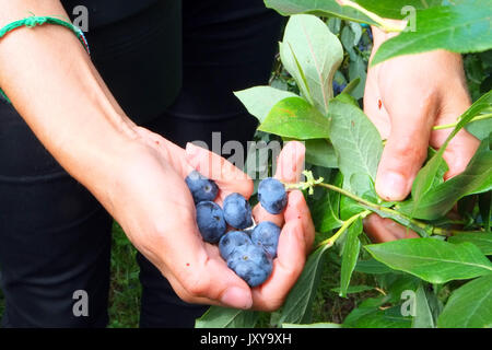 Ernte von blaubeeren mit der AB-Bio-siegel Stockfoto