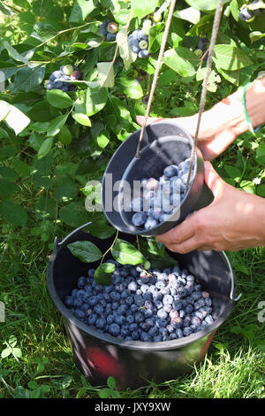 Ernte von blaubeeren mit der AB-Bio-siegel Stockfoto