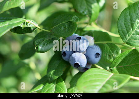 Ernte von blaubeeren mit der AB-Bio-siegel Stockfoto