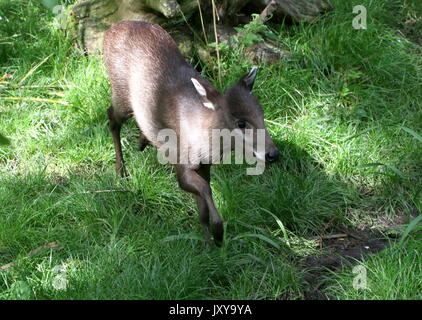 Nahaufnahme eines weiblichen Chinesischen getuftete Rotwild (laphodus cephalophus). Stockfoto