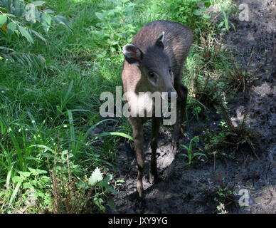 Nahaufnahme eines weiblichen Chinesischen getuftete Rotwild (laphodus cephalophus). Stockfoto